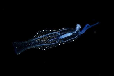 刺激的な水中生物