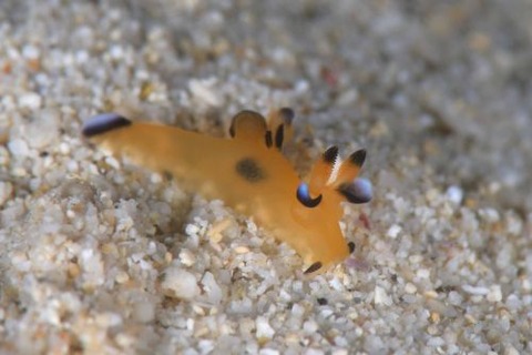 ウデフリツノザヤウミウシ