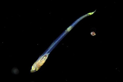 刺激的な水中生物