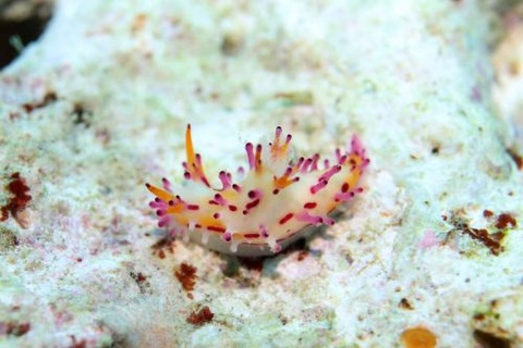 センヒメウミウシ