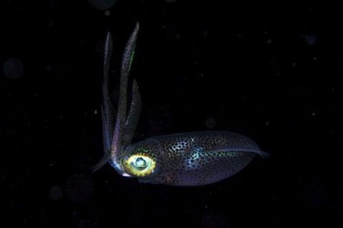 刺激的な水中生物