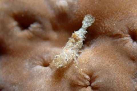 カクレモエビ属の1種