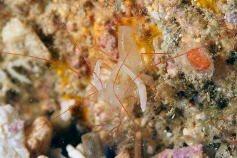 ミクロプロステマ・タケダイ