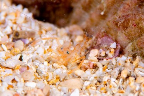 スベスベオトヒメエビ属の1種