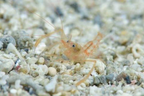 スベスベオトヒメエビ属の1種