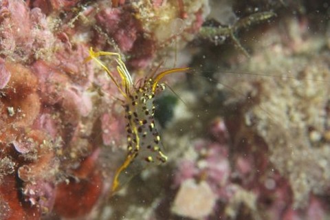 ミカヅキコモンエビ