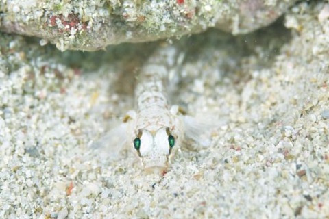 ヨリメハゼ属の1種