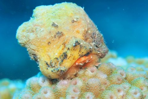 カイカムリ科の1種