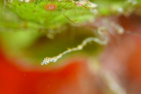 キオネミクティス・ルメンガニィ