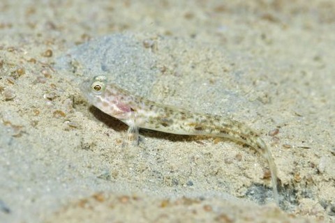 オニハゼ属の1種