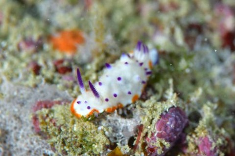 レンゲウミウシ