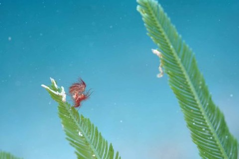 フィコカリス・シムランス