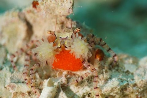 キンチャクガニ