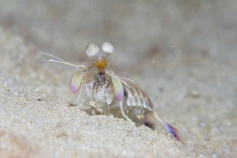 シャコのなかま