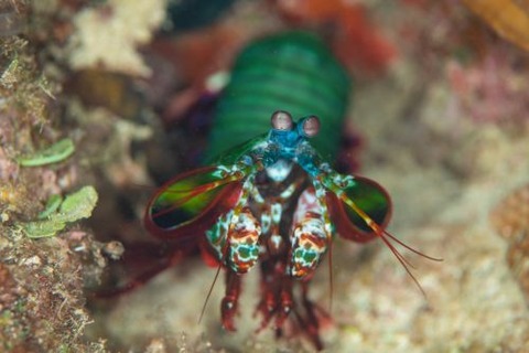 モンハナシャコ