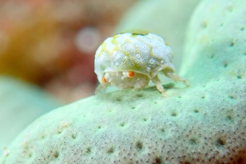 オガサワラカムリ