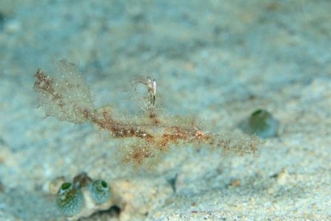 ホソフウライウオ