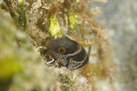 シマキンチャクフグ