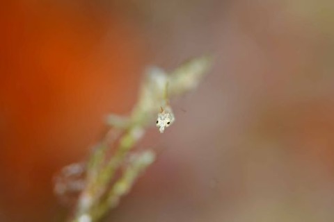 キオネミクティス・ルメンガニィ