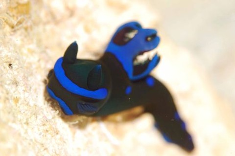 ミドリリュウグウウミウシ