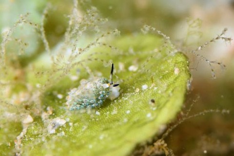 テングモウミウシ