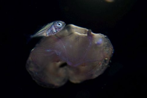 刺激的な水中生物