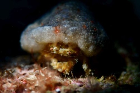 カイカムリ科の1種