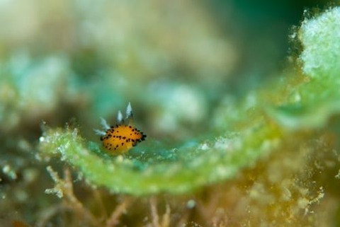 ヤグルマウミウシ