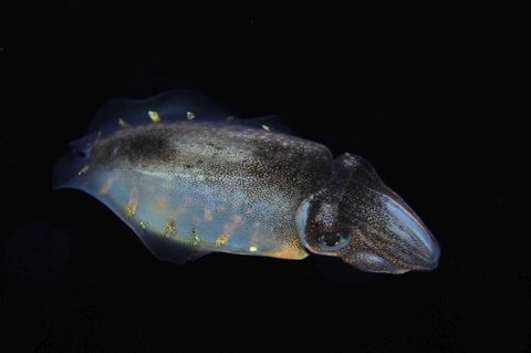 刺激的な水中生物