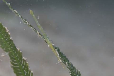 トガリモエビ属の1種