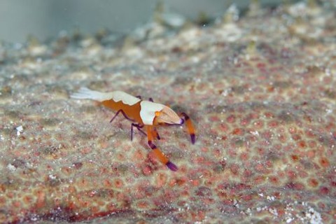 ウミウシカクレエビ