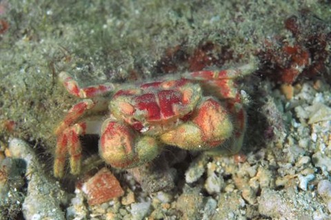 メイロケブカガニ