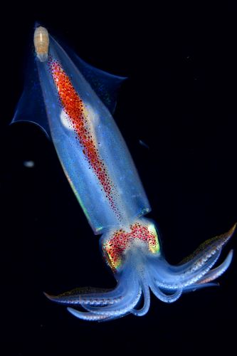 刺激的な水中生物