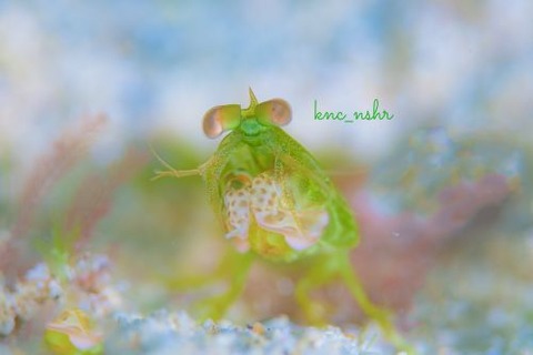 フトユビシャコモドキ属の1種