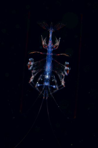 刺激的な水中生物