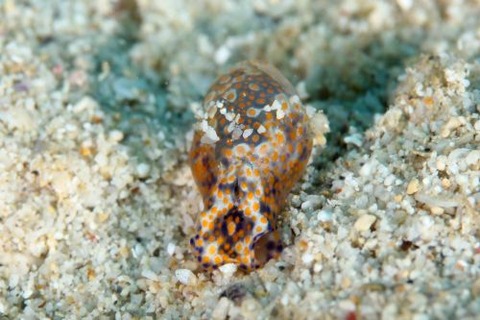 ブドウガイ科の1種