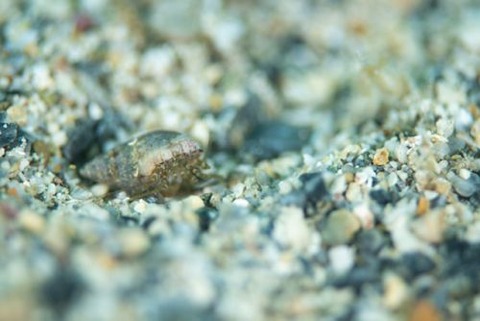 スネオビヒメホンヤドカリ