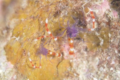 ステノプス・テヌイロストリス