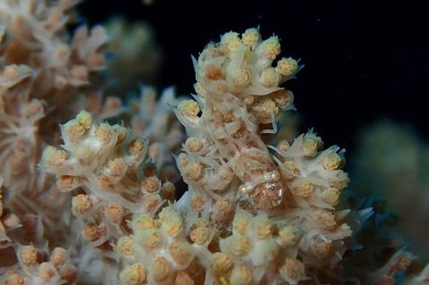 マルミカクレモエビ