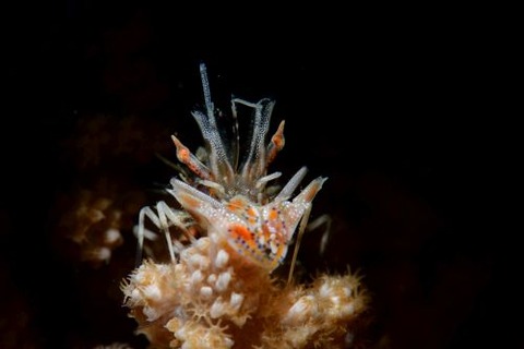 トゲツノメエビ