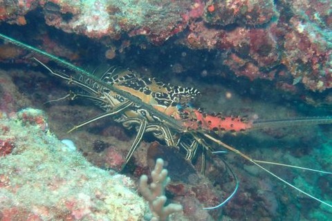 ニシキエビ
