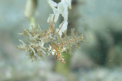 オビテンスモドキ