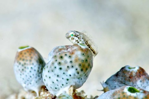 ハタタテギンポ