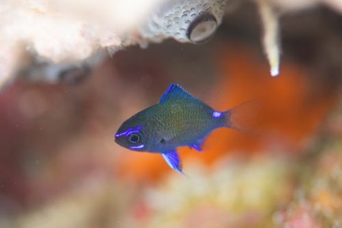 アマミスズメダイ