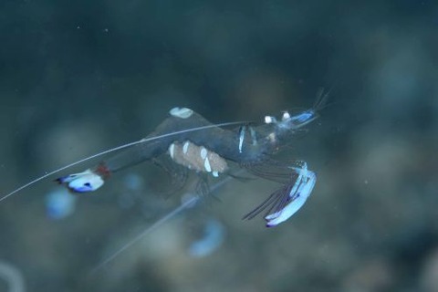 オドリカクレエビ