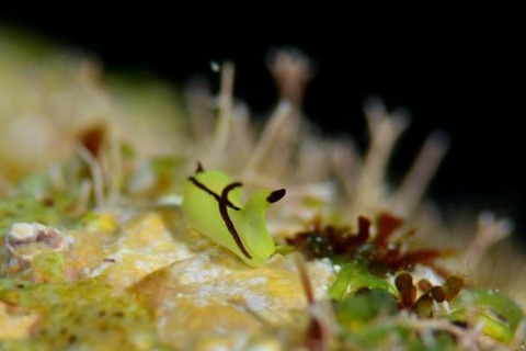 オレンジウミコチョウ