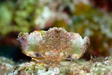 メンコヒシガニ