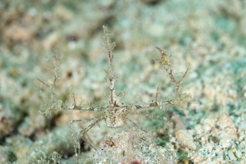 クビナガアケウス