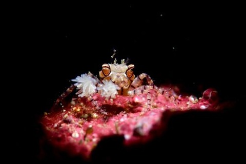 キンチャクガニ