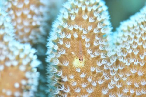 セボシウミタケハゼ